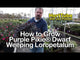 How to grow purple pixie loropetalum chinese fringe flower with Jim Putnam from Horttube.