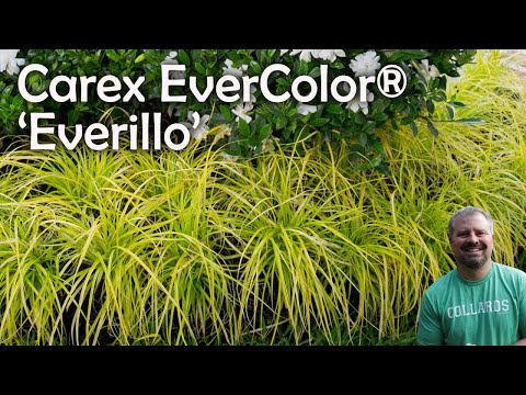 Everillo Carex Grass | For Sale – Plants by Mail