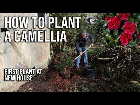 Tama Vino Camellia