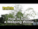Video: How to plant and care for weeping willow trees with Jim Putnam
