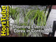 Carex EverColor ‘Everglow’