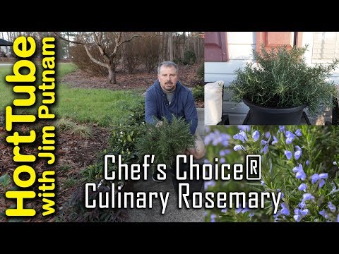 Chef's Choice Rosemary