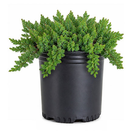 A small green evergreen nana procumbens juniper shrub or plant in a black nursery pot, photographed against a plain white background.