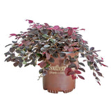 1 gallon weeping purple pixie loropetalum for sale from southern living plant collection