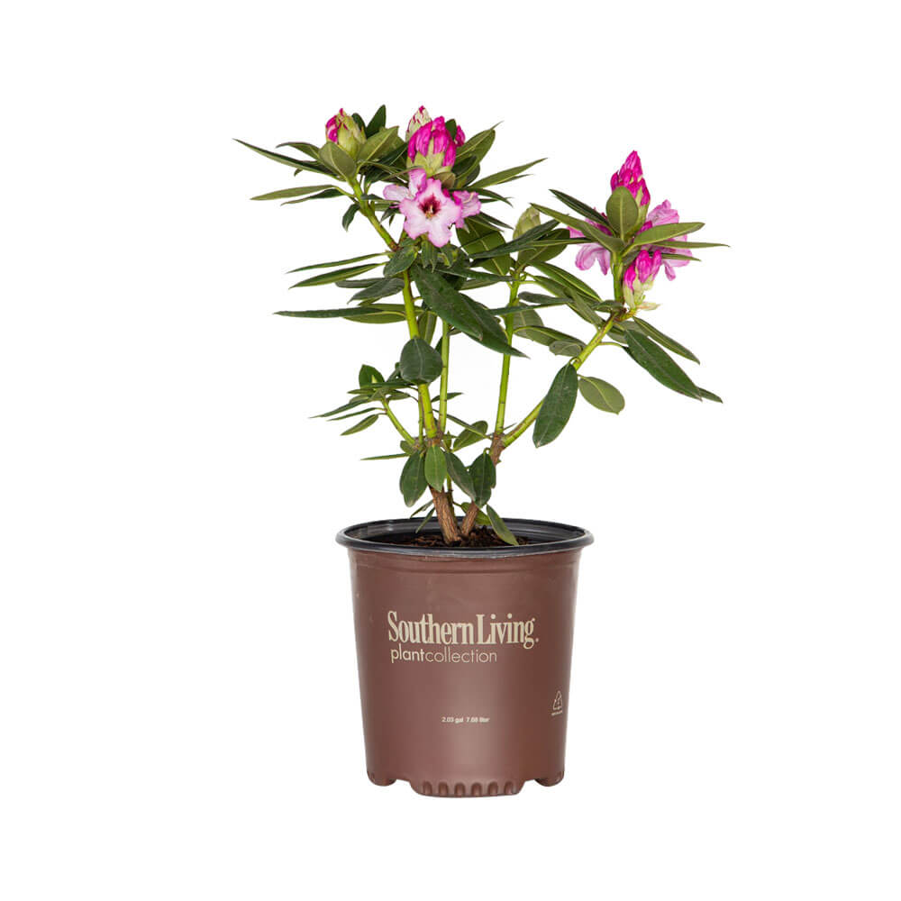 black radiance succulent plum Southgate Radiance Rhododendron