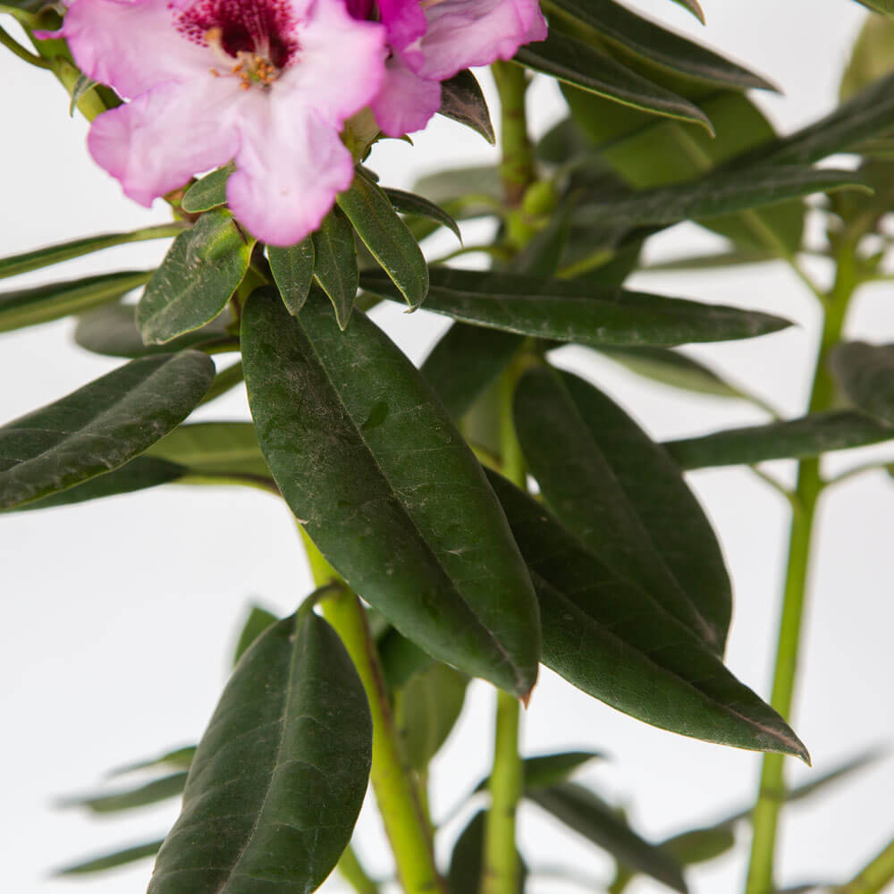 Southgate Radiance Rhododendron (Pot Size: 2 Gallon)