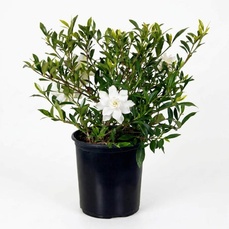 Potted dwarf radicans cape jasmine plant with white flowers on a white background
