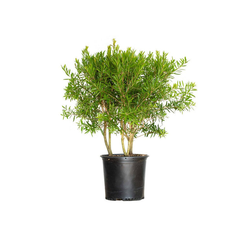 Bottlebrush Trees for Sale | Shop Now – Plants by Mail