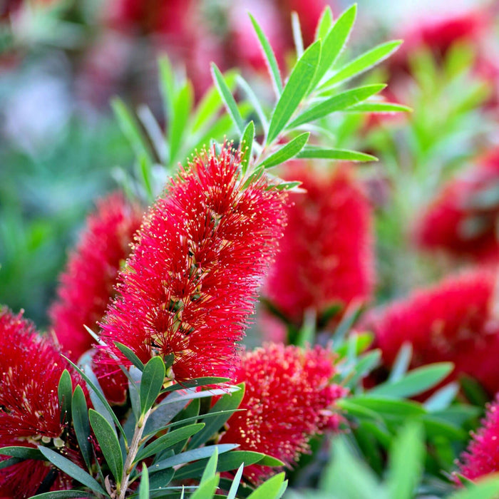 Bottlebrush Plants: Vibrant Red Blooms & Evergreen  Plants by Mail