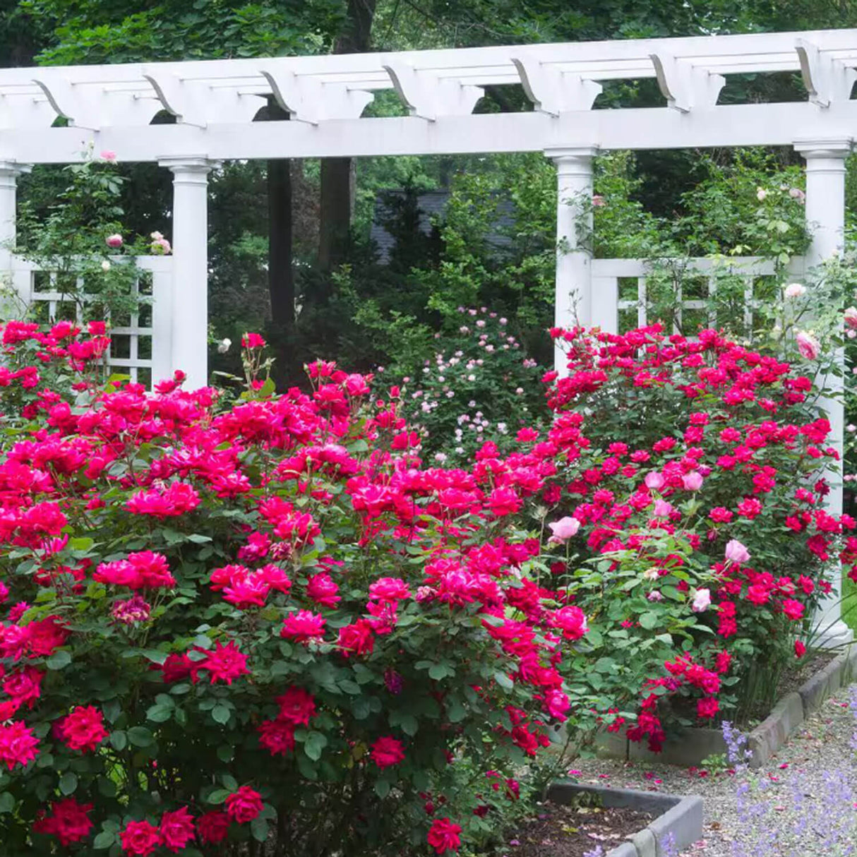planting roses for sale Red Double Knock Out Rose