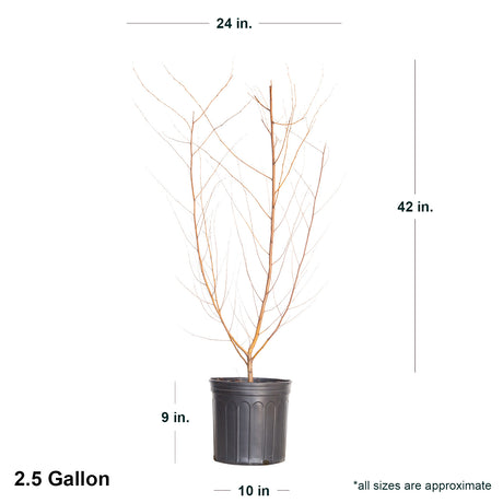 2.4 Gallon River Birch Tree dormant in black container with dimensions.