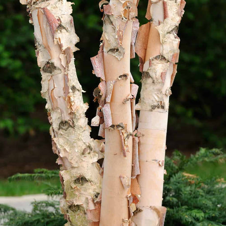 River Birch Tree Bark