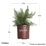 Southern Living 2gallon Rosemary plant for sale online