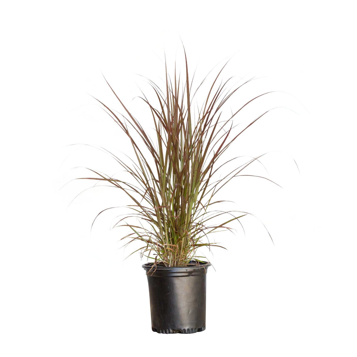 plant purple fountain grass in pots Rubrum Pennisetum