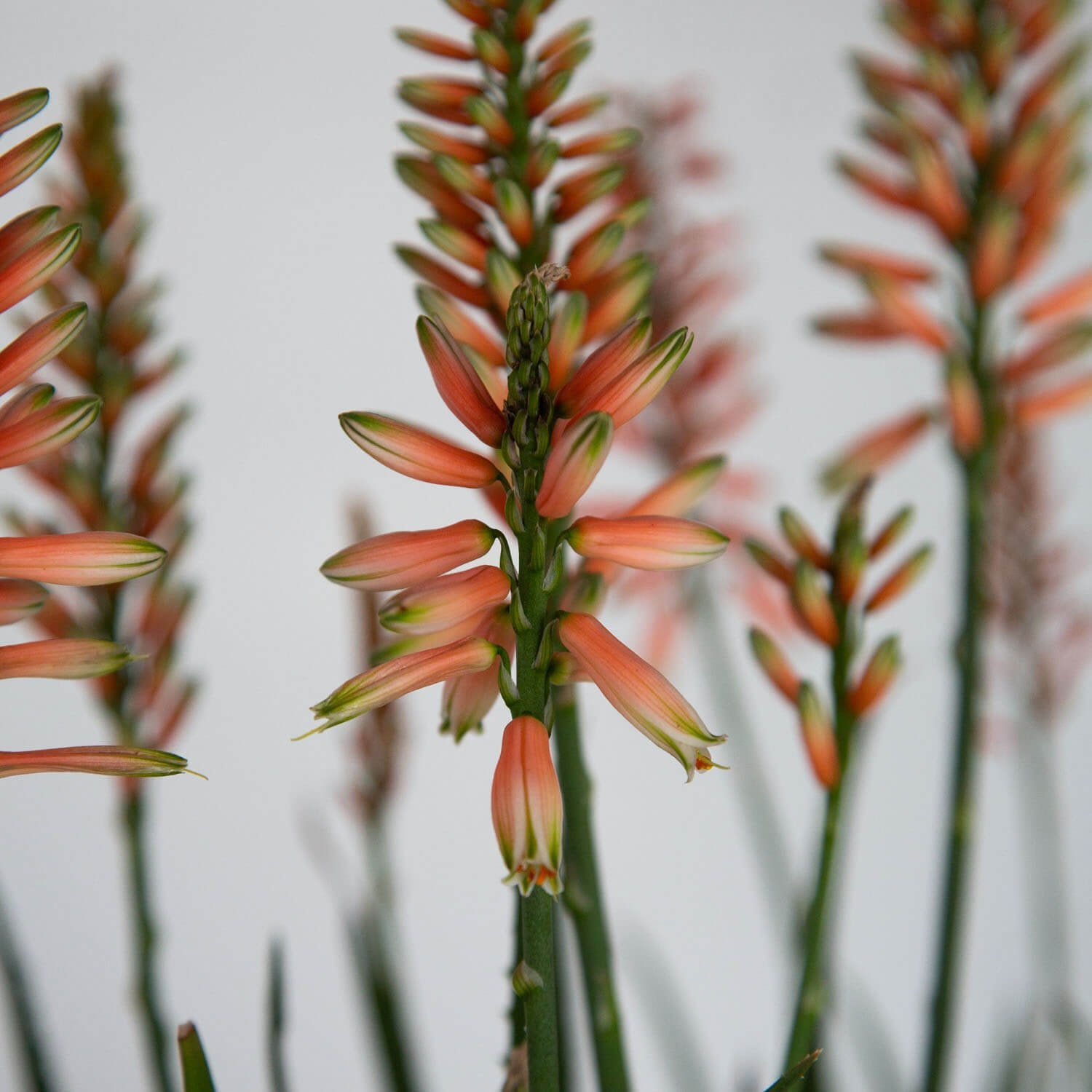 Aloe Plants for Sale | Shop Online – Plants by Mail
