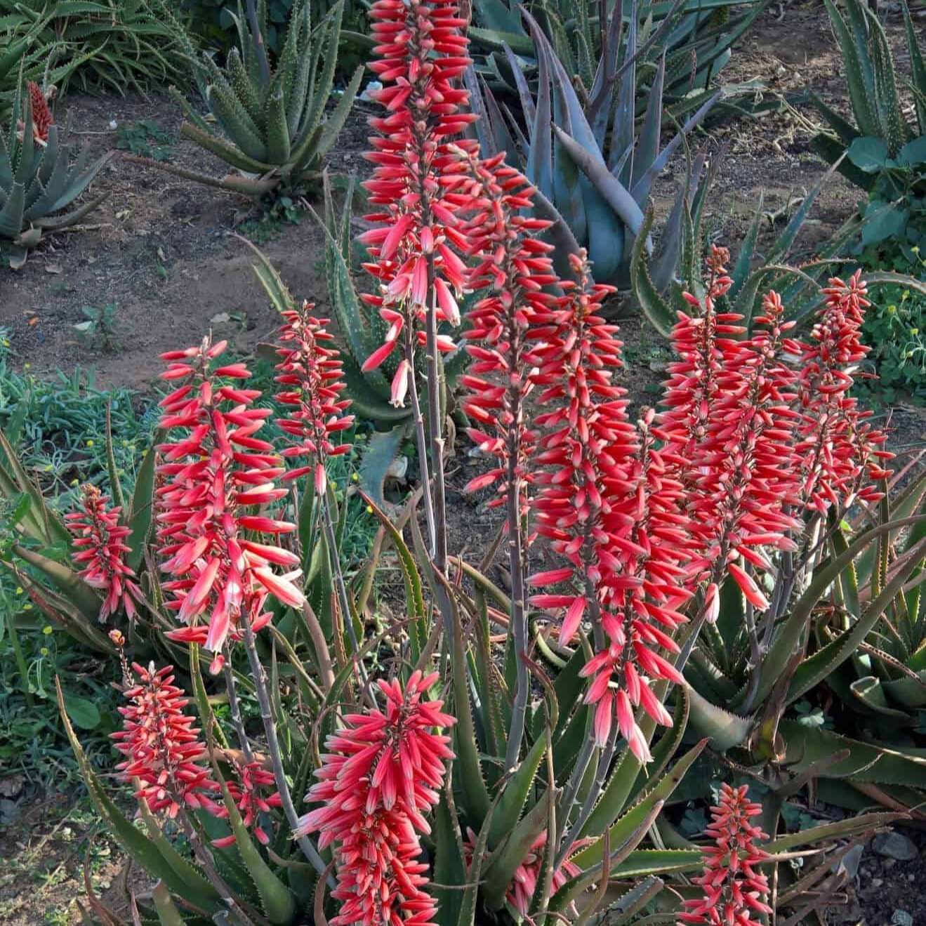 ALOEさま専用 Aloe Plants for Sale | Shop Online – Plants by Mail