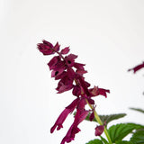 scarlet sage flower purple bloom green foliage