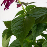 saucy purple salvia foliage dense green serrated edges hydrangea like