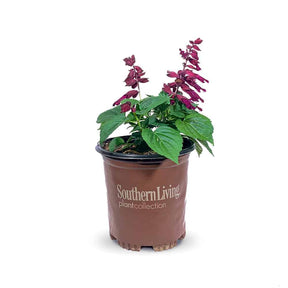 1 Gallon Saucy Purple Salvia for sale with purple flowers and bright green foliage in a brown Southern Living Plant Collection container on a white background