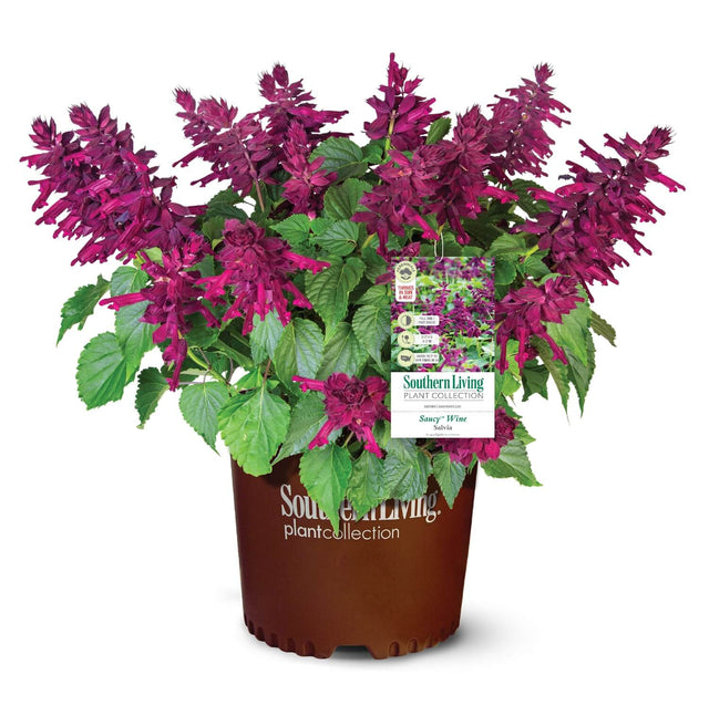 Saucy Purple Salvia Perennial Plant from the Southern Living Plant Collection Product shot against a white background