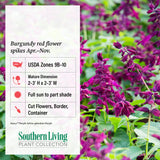 Infographic about the Saucy Purple Salvia Plant with general information about the plant