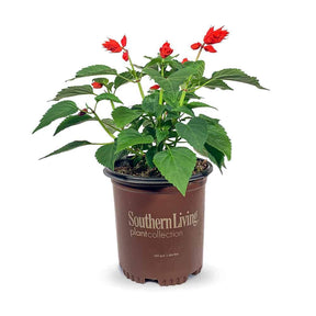 2.5 Quart Saucy Red Salvia for sale with red flowers and green leaves in a brown Southern Living Plant Collection pot on a white background