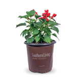 1.5 Gallon Saucy Red Salvia for sale with red flowers and green leaves in a brown Southern Living Plant Collection pot on a white background