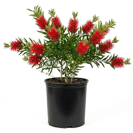 Scarlet Compacta Bottlebrush shrub in a black pot clipped against a white background - plant for sale online