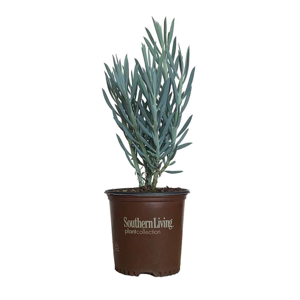 senecio succulent Skyscraper Senecio - Tall Blue Chalk Sticks Succulent