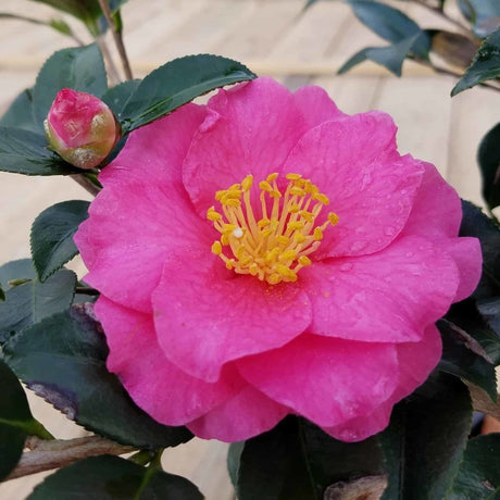 Pink Shi Shi Gashira Camellia flower