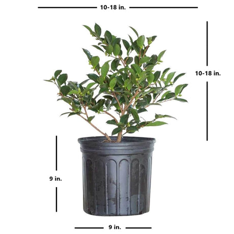 Potted shi shi gashria pink camellia plant with shipping size dimensions indicated on a white background