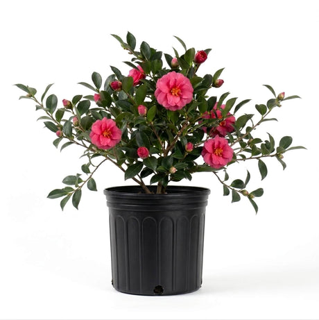 A potted shi shi gashira pink sasanqua camellia plant with vibrant pink flowers and green leaves, presented in a black plastic nursery pot against a solid white background.
