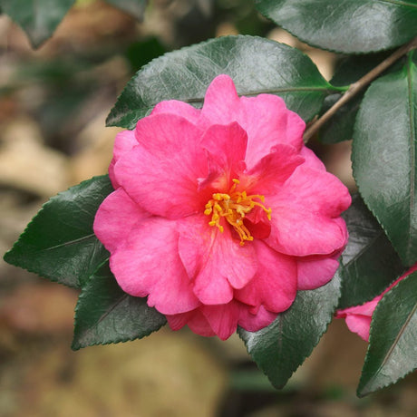 pink shishi gashira camellia flower on deep green foliage
