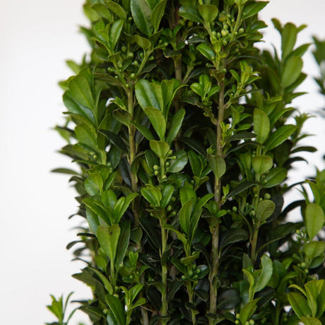 New growth on Sky Pencil Holly emerges bright green and matures to darker green