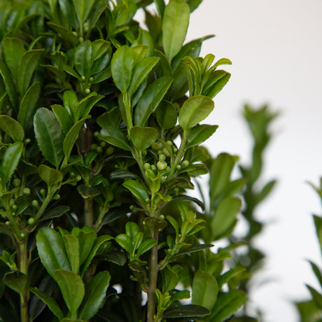 dark green leaves close up image of the sky pencil japanese holly - upright evergreen shrub