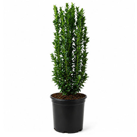 A tall, dense green sky pencil japanese holly ilex shrub potted plant in a black nursery pot, photographed against a plain white studio background.