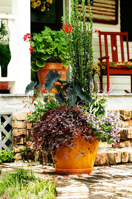 Potted plants in a mixed container garden featuring a Sky Pencil Japanese Holly plant on a porch with a red chair and white columns.
