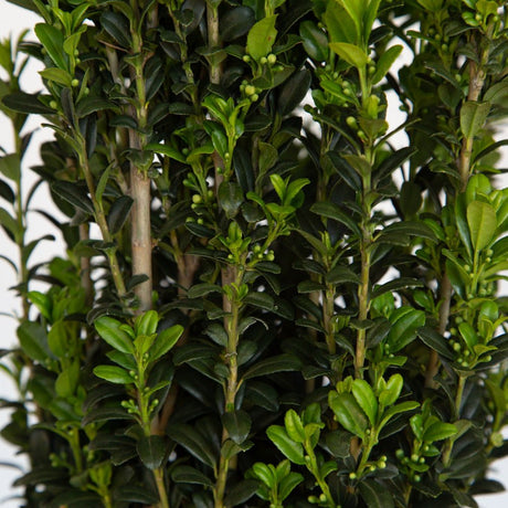 Sky Pencil holly with berries and foliage