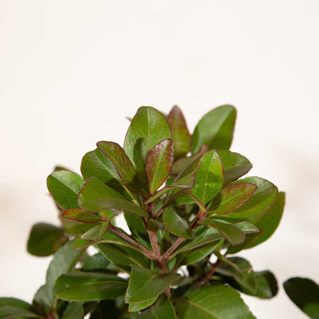 oliage emerges red in the spring, maturing to a deep, glossy green in the summer evergreen white flowers