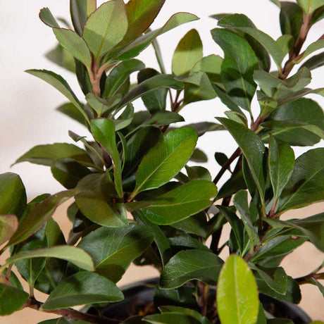 snow white indian hawthorn leaves turn a deep maroon in the winter. Makes an excellent accent, foundation shrub and informal hedge