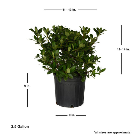 2.5 Gallon indian hawthorne bush for sale online potted plant in black pot 