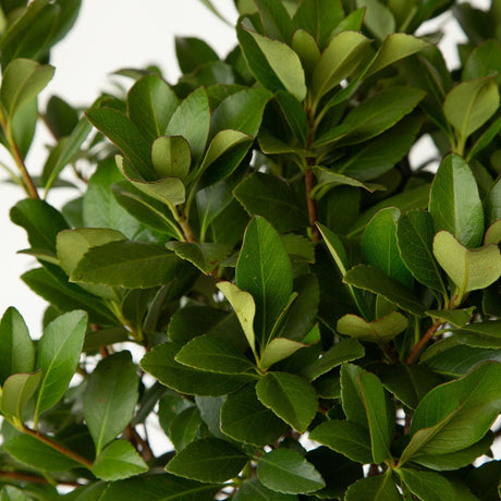 snow white indian hawthorn rhaphiolepis indica green leaves