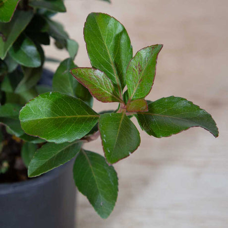 Rhaphiolepis indica evergreen shrub clusters of white flowers spring to summer red in spring glossy green summer