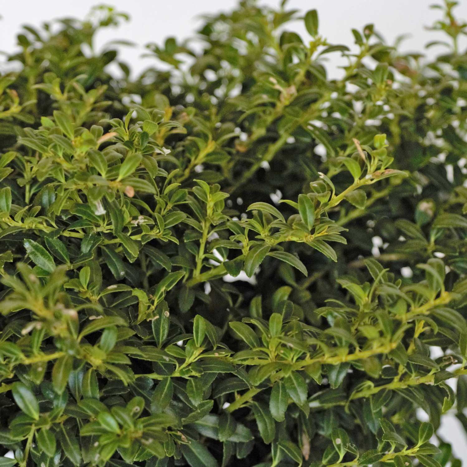 Soft Touch Holly | Shop Online – Plants by Mail