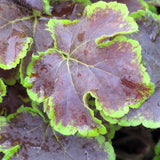 Solar Eclipse Foamy Bells heucherella closeup of leaf with mahogany and lime green edges