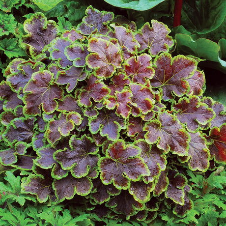 Solar Eclipse Heucherella for sale with mahogany and green foliage planted in a shade garden