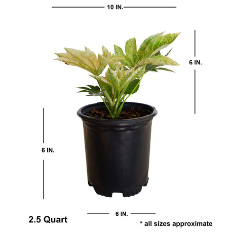 2.5 Quart Spiders Web Fatsia with shipped plant dimensions. Ships at approx 6 inches tall by 10 inches wide
