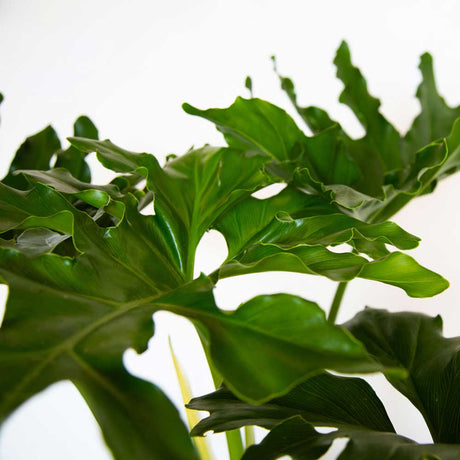 Closeup of Split Leaf Philodendron leaf with wavy edges