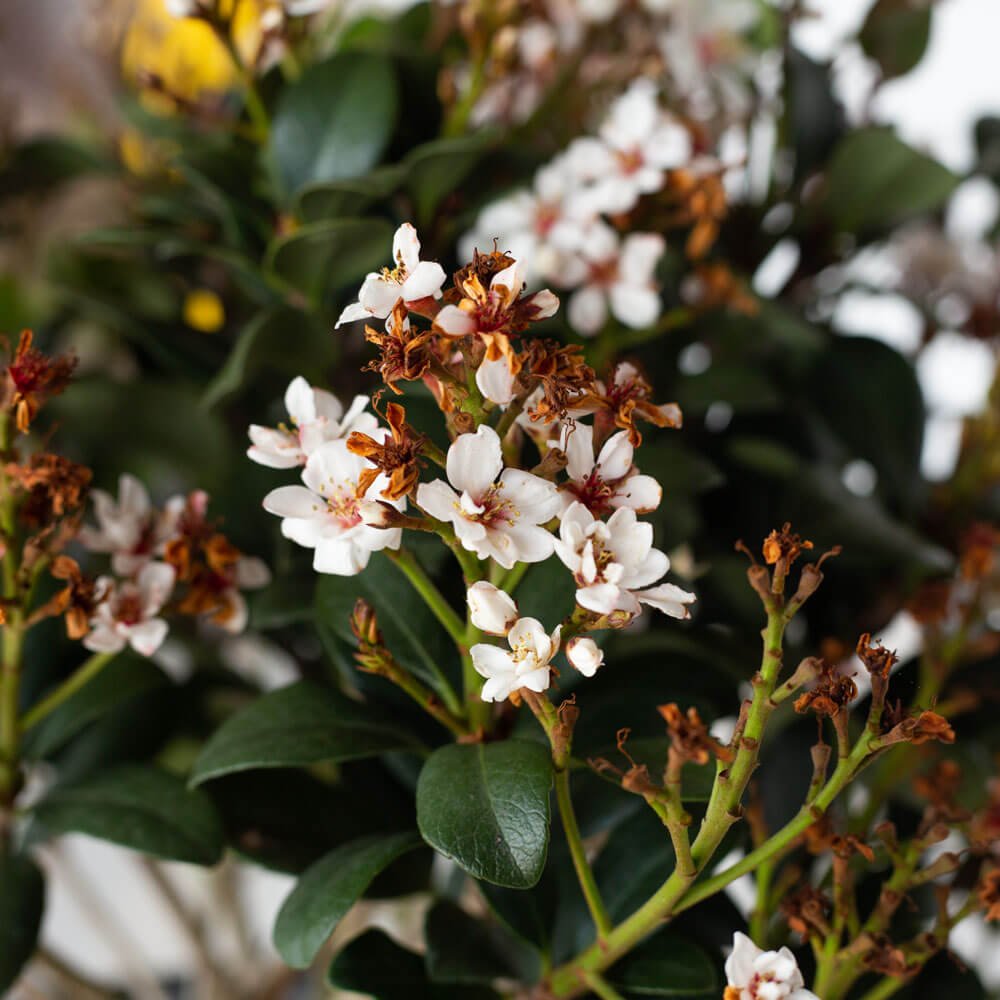 hawthorne plant Spring Sonata Indian Hawthorne (Pot Size: 2 Gallon)