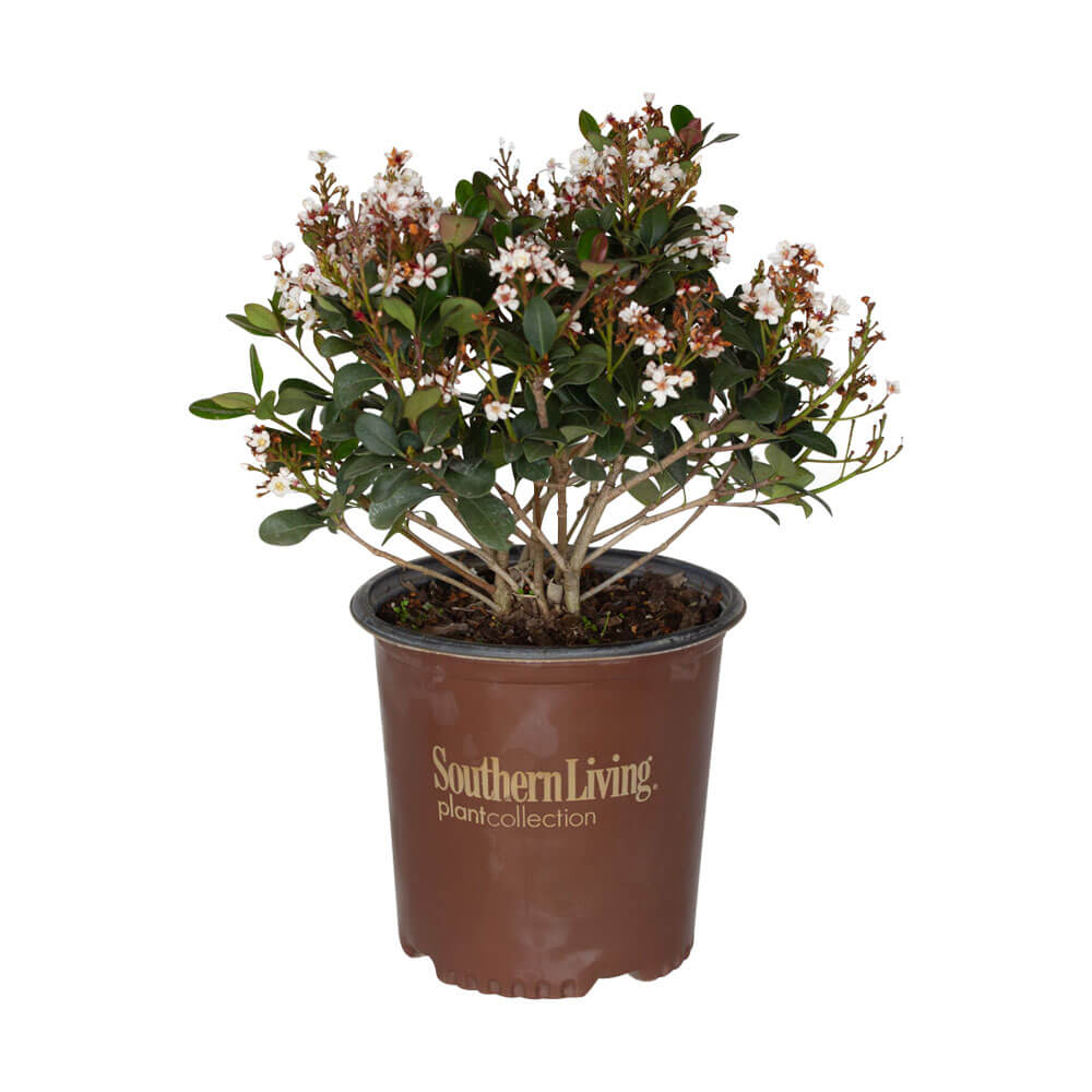 Spring Sonata Indian Hawthorne (Pot Size: 2 Gallon)